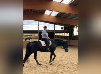 Hannover, Castrone, 10 Anni, 175 cm, Baio nero