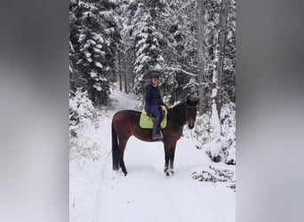 Hannover, Castrone, 10 Anni, 176 cm, Baio