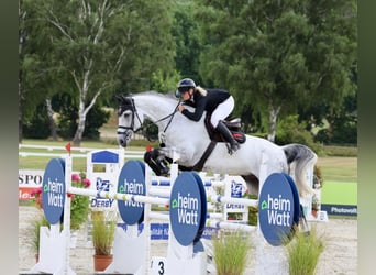 Hannover, Castrone, 10 Anni, 177 cm, Grigio