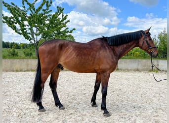 Hannover, Castrone, 10 Anni, 178 cm, Baio