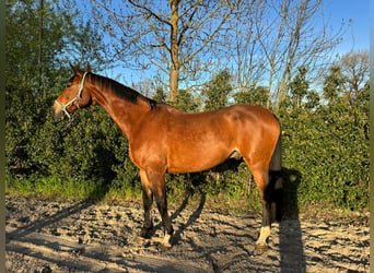 Hannover, Castrone, 10 Anni, 178 cm, Baio