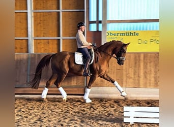 Hannover, Castrone, 10 Anni, 180 cm, Sauro scuro