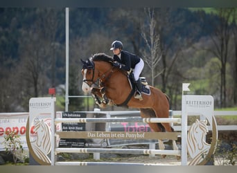 Hannover, Castrone, 10 Anni, Baio