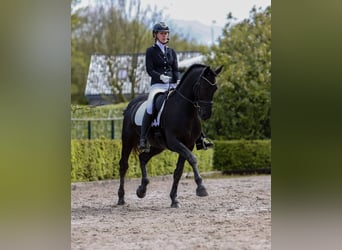 Hannover, Castrone, 10 Anni, Baio nero