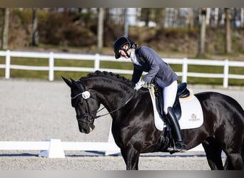 Hannover, Castrone, 10 Anni, Baio nero