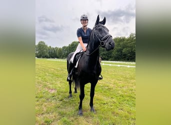 Hannover, Castrone, 10 Anni, Baio nero