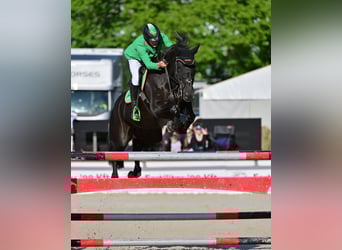 Hannover, Castrone, 10 Anni, Baio nero