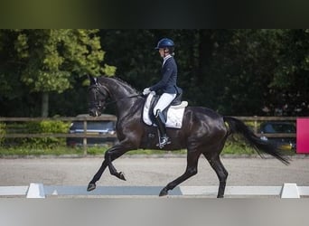 Hannover, Castrone, 10 Anni, Morello