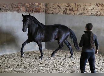 Hannover, Castrone, 10 Anni, Morello