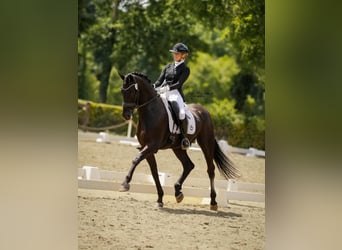 Hannover, Castrone, 10 Anni, Morello
