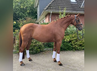 Hannover, Castrone, 11 Anni, 168 cm, Sauro