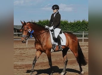 Hannover, Castrone, 11 Anni, 170 cm, Baio