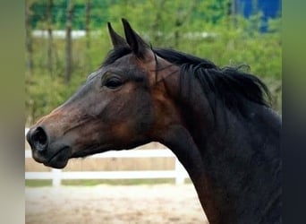 Hannover, Castrone, 11 Anni, 170 cm, Baio