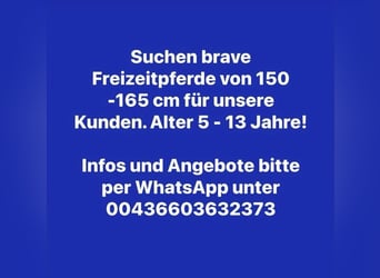 Hannover, Castrone, 11 Anni, 170 cm, Baio