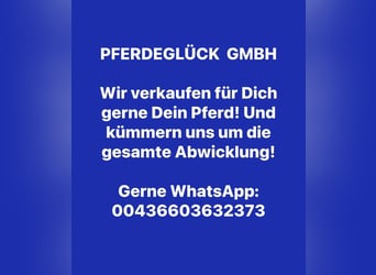 Hannover, Castrone, 11 Anni, 170 cm, Baio