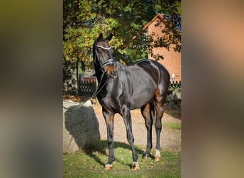 Hannover, Castrone, 11 Anni, 170 cm, Baio nero