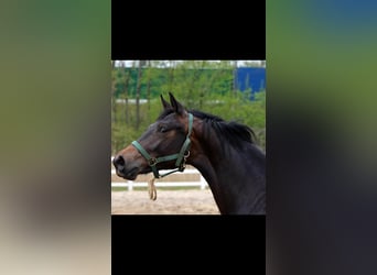 Hannover, Castrone, 11 Anni, 172 cm, Baio