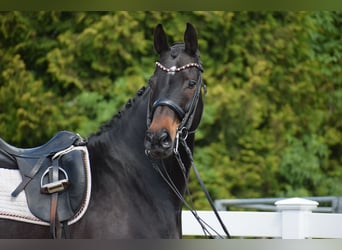 Hannover, Castrone, 11 Anni, 173 cm, Baio scuro