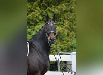 Hannover, Castrone, 11 Anni, 173 cm, Baio scuro
