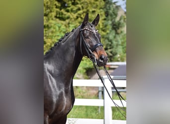 Hannover, Castrone, 11 Anni, 173 cm, Baio scuro