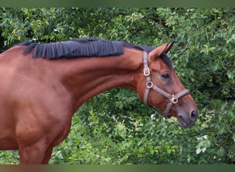 Hannover, Castrone, 11 Anni, 174 cm, Baio