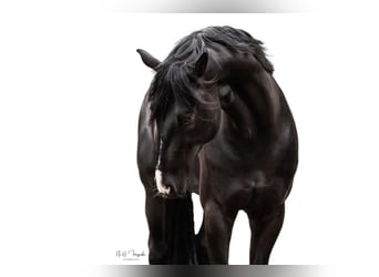 Hannover, Castrone, 11 Anni, 176 cm, Morello