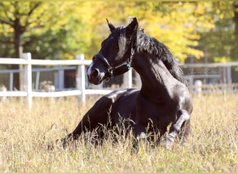 Hannover, Castrone, 11 Anni, 176 cm, Morello