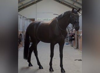Hannover, Castrone, 11 Anni, 177 cm, Morello