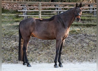 Hannover, Castrone, 11 Anni, 178 cm, Baio