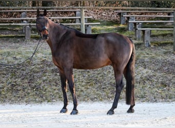 Hannover, Castrone, 11 Anni, 178 cm, Baio