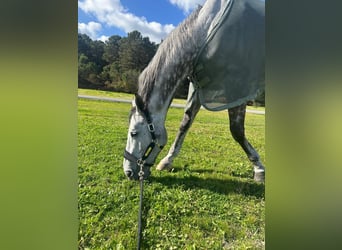 Hannover, Castrone, 11 Anni, 179 cm, Grigio