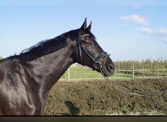 Hannover Mix, Castrone, 11 Anni, 179 cm, Morello