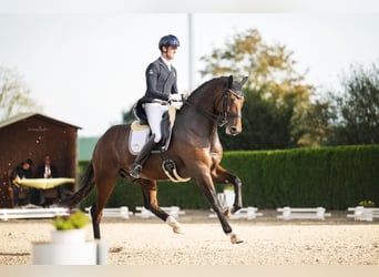 Hannover, Castrone, 11 Anni, 180 cm, Baio scuro