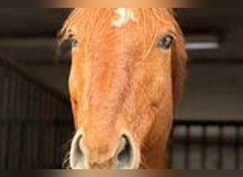 Hannover Mix, Castrone, 12 Anni, 152 cm, Sauro