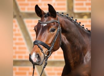 Hannover, Castrone, 12 Anni, 165 cm, Baio