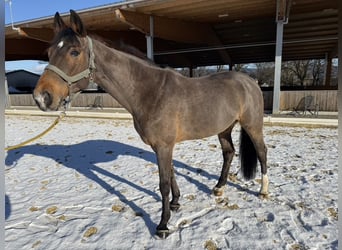 Hannover, Castrone, 12 Anni, 165 cm, Baio