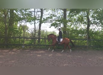 Hannover, Castrone, 12 Anni, 165 cm, Sauro