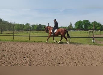 Hannover, Castrone, 12 Anni, 165 cm, Sauro