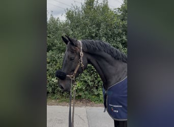 Hannover, Castrone, 12 Anni, 166 cm, Baio nero