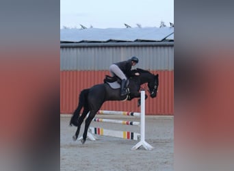 Hannover, Castrone, 12 Anni, 166 cm, Baio nero