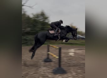 Hannover, Castrone, 12 Anni, 166 cm, Baio nero