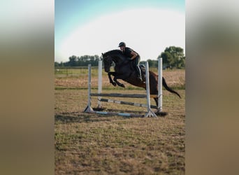 Hannover, Castrone, 12 Anni, 166 cm, Morello