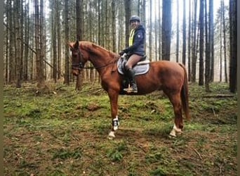 Hannover, Castrone, 12 Anni, 167 cm, Sauro