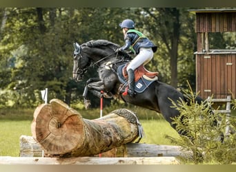 Hannover, Castrone, 12 Anni, 169 cm, Baio nero