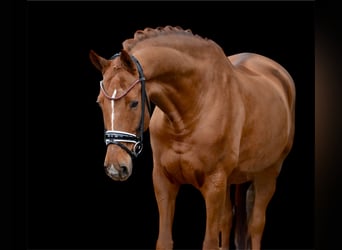 Hannover, Castrone, 12 Anni, 170 cm, Sauro