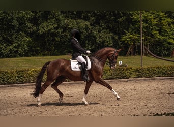 Hannover, Castrone, 12 Anni, 173 cm, Sauro