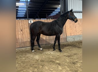 Hannover, Castrone, 12 Anni, 174 cm, Baio scuro