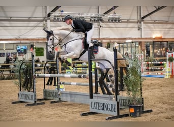 Hannover, Castrone, 12 Anni, 174 cm, Grigio