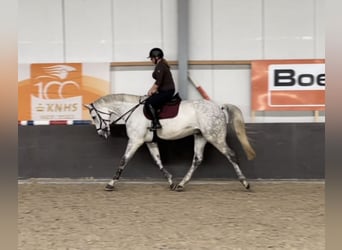 Hannover, Castrone, 12 Anni, 174 cm, Grigio