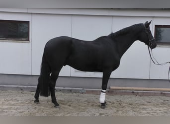 Hannover, Castrone, 12 Anni, 174 cm, Morello